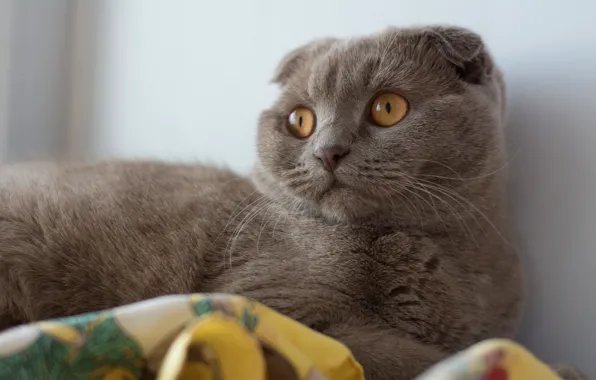 Picture cat, cat, look, face, grey, portrait, fold, British