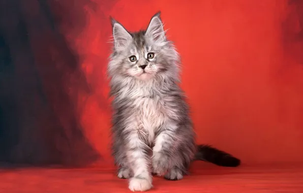 Picture cat, red, background, fluffy, kitty