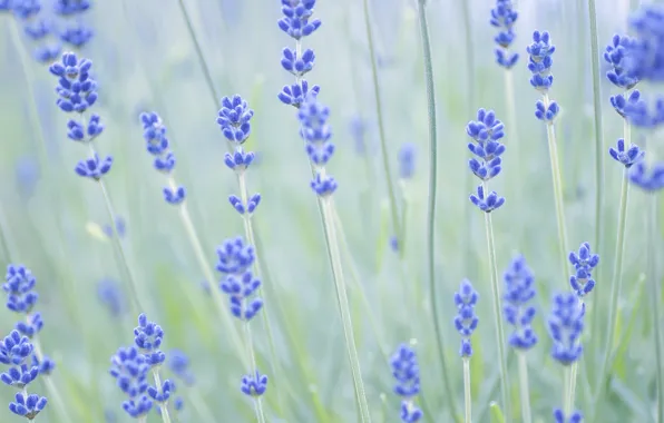 Picture macro, flowers, nature, stems, focus, blur, lavender