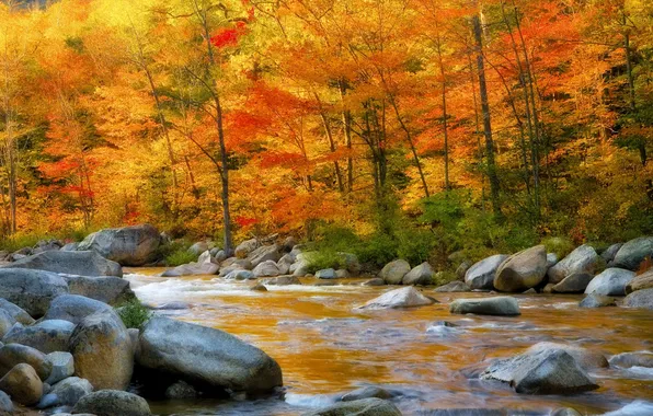 Autumn, forest, trees, river, stones, stream