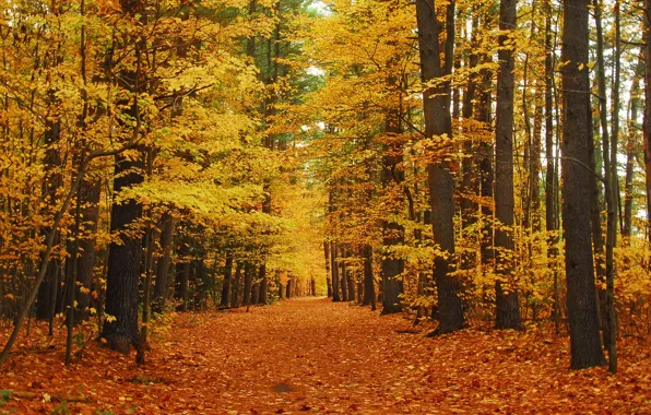 Picture road, autumn, forest, leaves, trees, Park, alley
