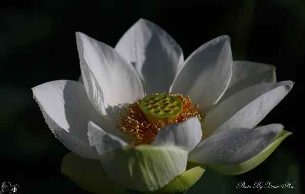 Flower, White, Lotus