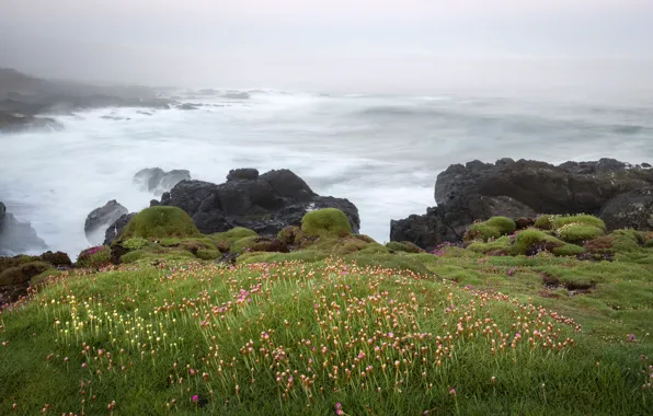 Sea, wave, flowers, stones, rocks, shore
