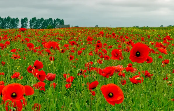 Picture field, the sky, clouds, trees, flowers, Maki, home, meadow