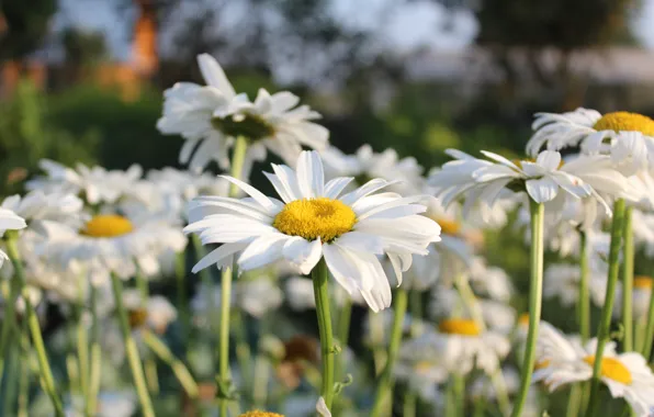 Chamomile, summer 2, chamomile common, wildflowers