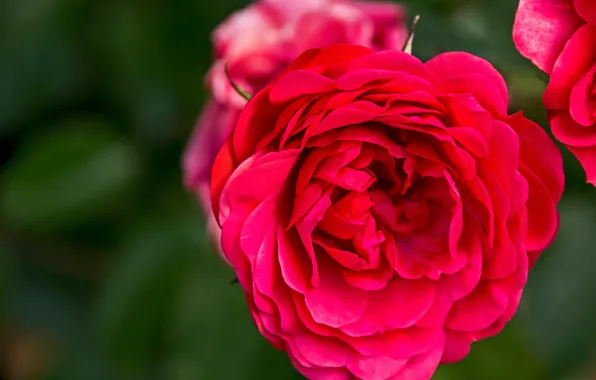 Macro, roses, petals