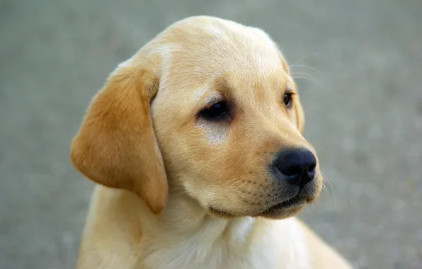 Look, dog, muzzle, puppy, ears, Labrador
