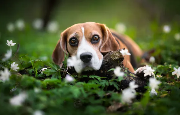 Sadness, look, flowers, nature, pose, glade, portrait, dog