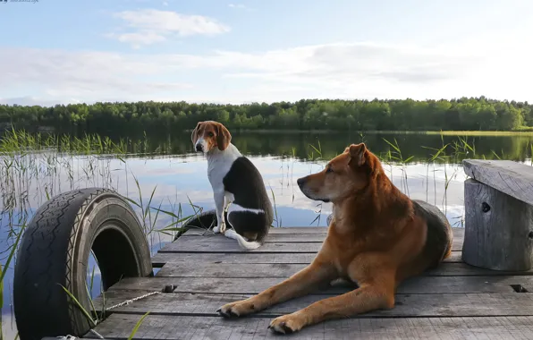 Landscape, lake, Dogs