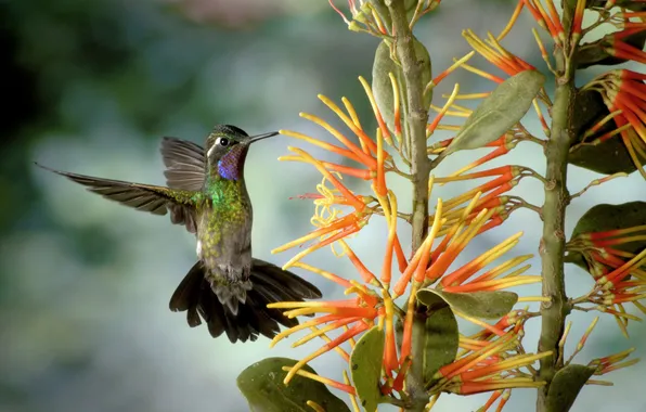 Picture flower, flight, bird, Hummingbird