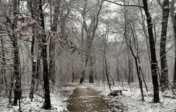 Picture winter, nature, Park
