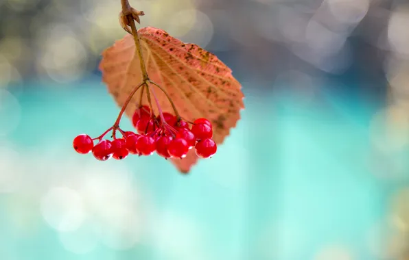 Picture macro, sheet, berries, Kalina