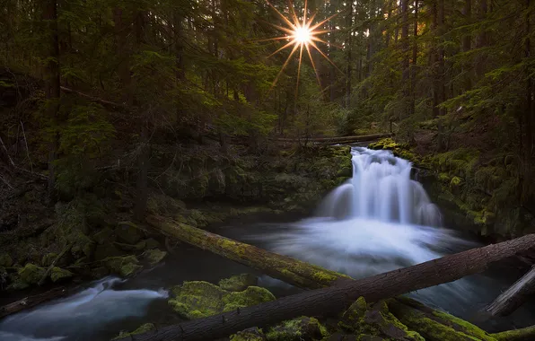 Forest, the sun, light, trees, river, stream, morning, Oregon