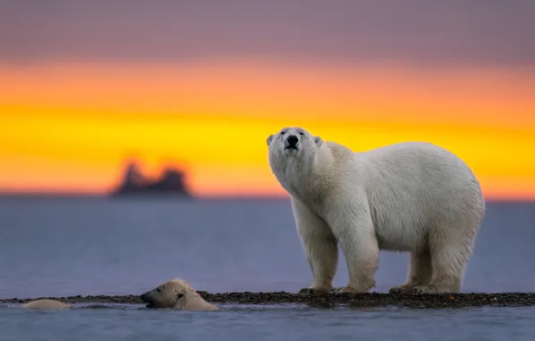 White, the sky, sunset, bear, polar bear, polar