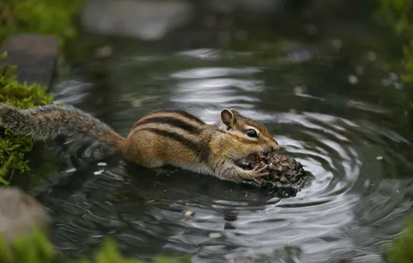 Picture water, nature, Chipmunk, bump, animal, rodent, Yevgeny Levin