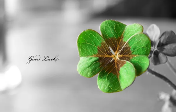 Picture the inscription, clover, good luck, Good Luck