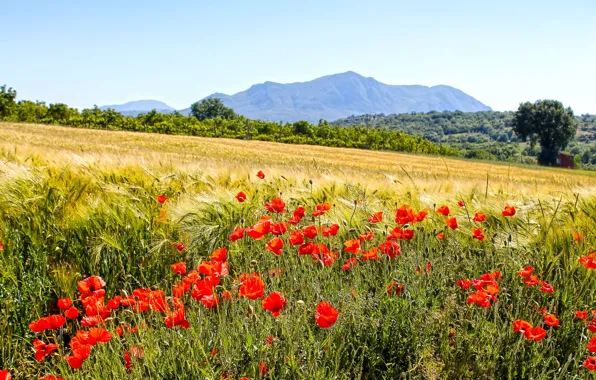 Field, mountains, Maki