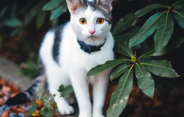 Cat, look, leaves, nature, pose, kitty, garden, collar