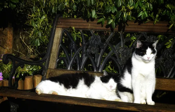 Leaves, cats, flowers, bench, stay, cats, two, garden