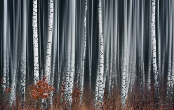 Picture forest, fog, birch