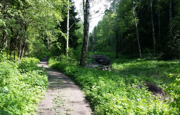 Greens, Water, Tree, Road, Path, Trees, River, Forest