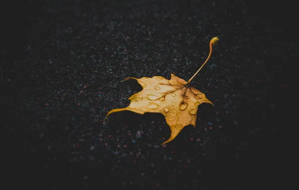 Picture autumn, earth, leaf, macro
