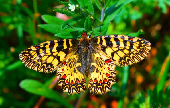 Picture Macro, Butterfly, Macro, Butterfly