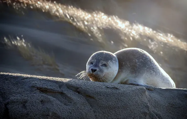 Water, shore, seal, Navy seal
