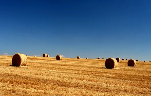 Field, longhorn, the sky, bales