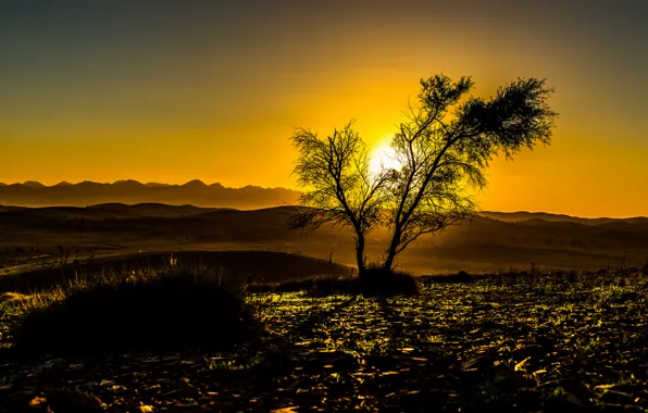 Picture the sky, the sun, sunset, mountains, tree, silhouette
