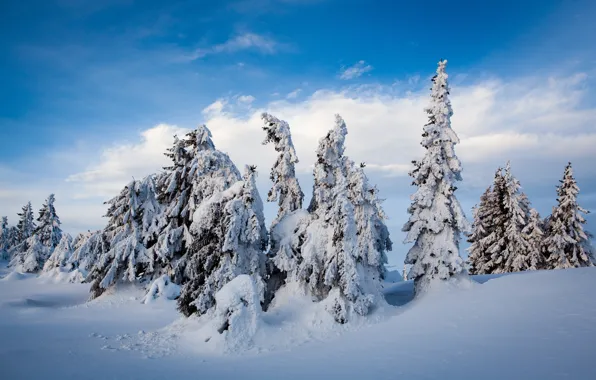 Winter, snow, trees, ate, Norway, the snow, Norway, Lillehammer
