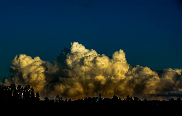 Picture forest, the sky, clouds, sunset