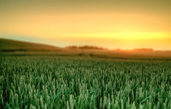 The sky, grass, landscape, nature, dawn, paint, colors, grass