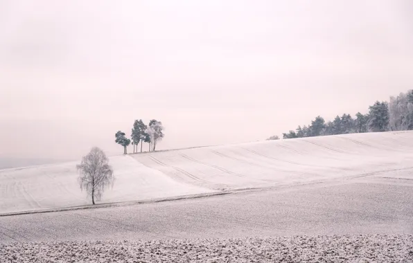Picture winter, field, trees