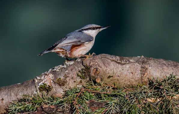 Birds, nature, nuthatch