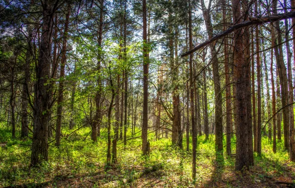 Forest, grass, the sun, trees, HDR, spring, USA, North Dakota