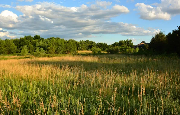 Picture roof, field, forest, summer, the sky, grass, clouds, light