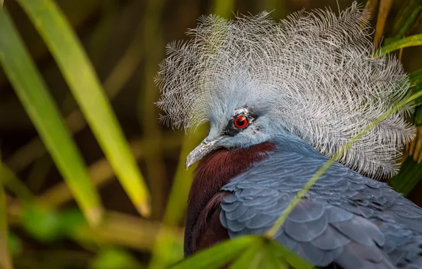 Macro, crowned pigeon, New Guinea