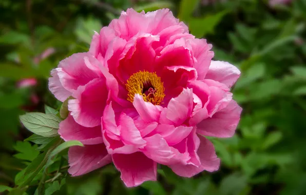 Flower, leaves, macro, pink, spring, bokeh, peony