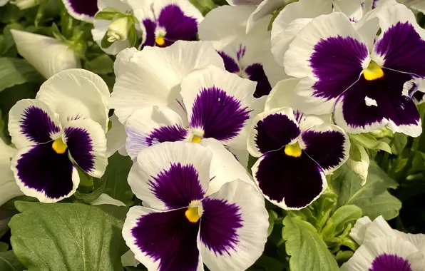 Pansy, viola, motley
