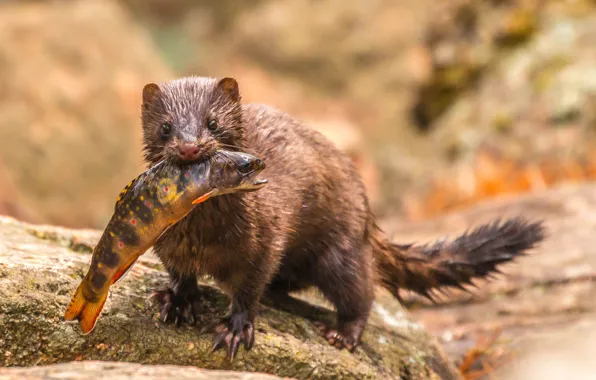 Picture Wet, Acadia National Park, Acadia national Park, Wildlife, Mink, Tarn, St., Wildlife