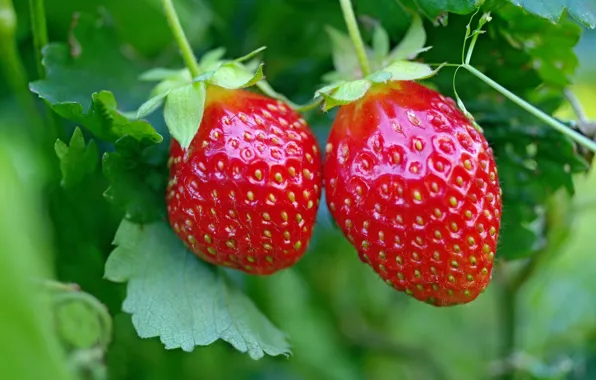 Picture red, berries, strawberry