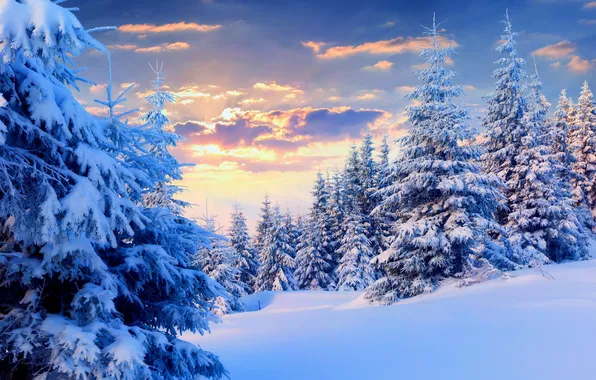 Winter, forest, the sky, the sun, clouds, snow, trees, landscape