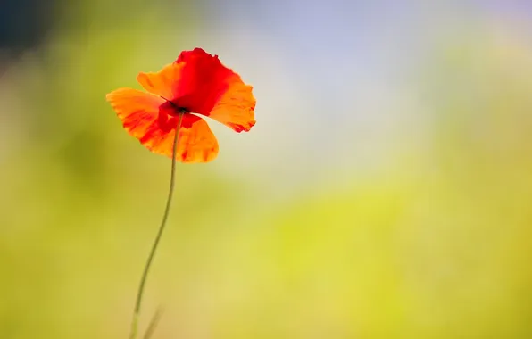 Flower, flowers, red, background, widescreen, Wallpaper, Mac, blur