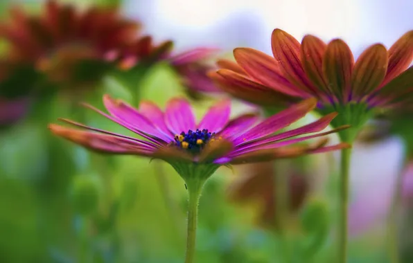 Picture flowers, stems, spring, petals, pink, flowering