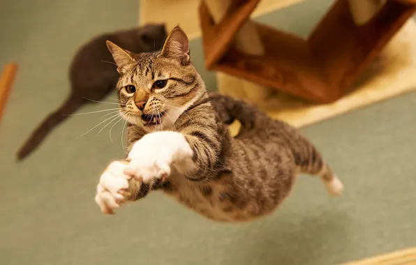 Cat, background, flight