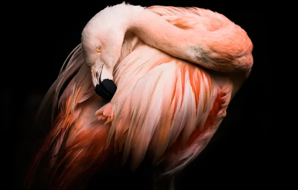 Background, bird, black, Flamingo