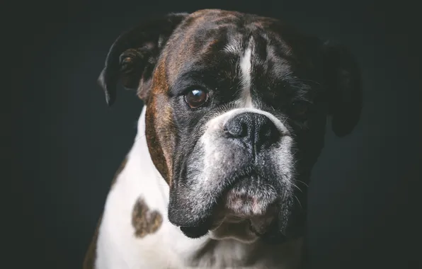 Look, each, dog