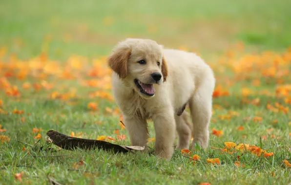 Grass, flowers, Park, cute, puppy, golden, lawn, puppy