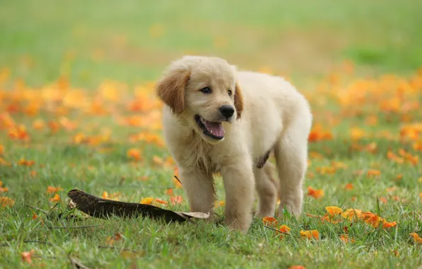 Picture grass, flowers, Park, cute, puppy, golden, lawn, puppy